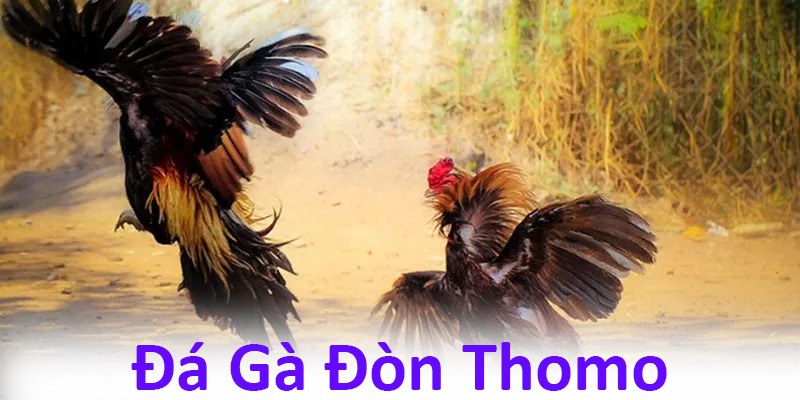 Giải thích khái niệm đá gà đòn thomo dành cho người mới